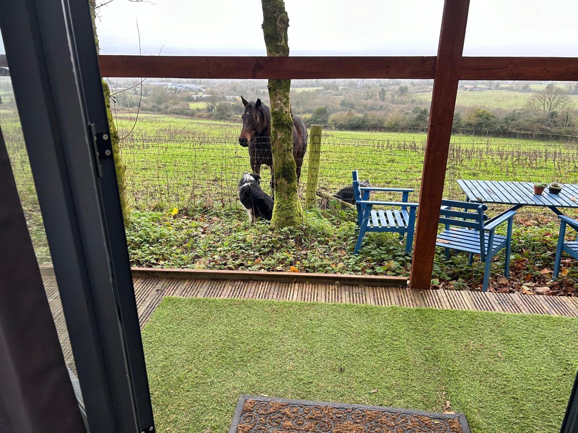 Sky Gazer Cabin In The Woods Dublin Ngoại thất bức ảnh