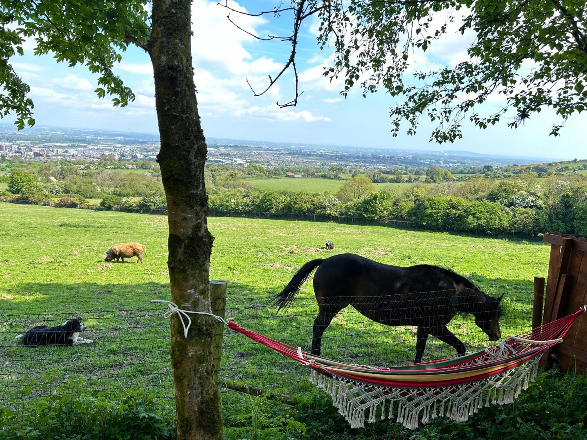 Sky Gazer Cabin In The Woods Dublin Ngoại thất bức ảnh